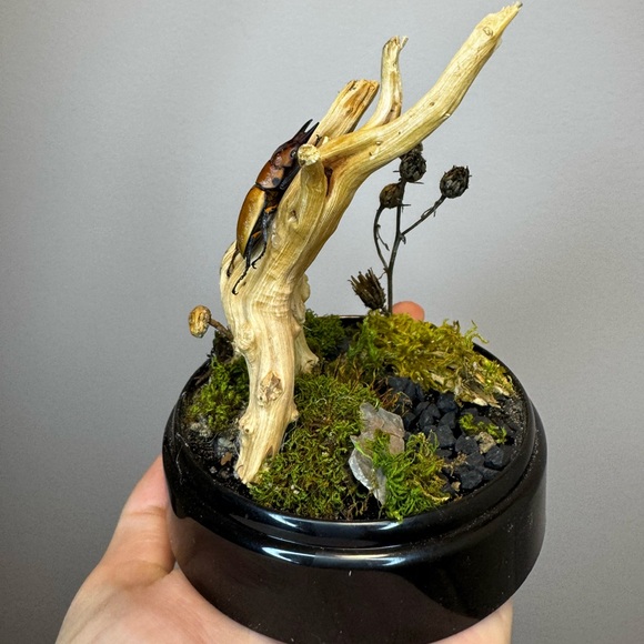 Taxidermy stag beetle dome made with 100% natural foraged materials - Picture 3 of 3